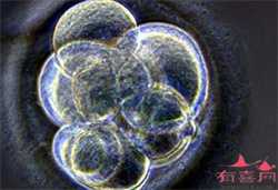广州供精和供卵，天津市医院试管婴儿适合胚胎移植的内膜有多厚